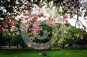 View under big tree with bicycle in Public Park, Vignette style