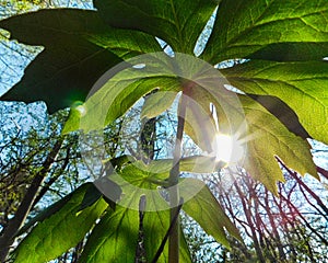 Sunlight from underneath the mayapple