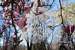 View from under a Saucer Magnolia tree blossoms with blue sky