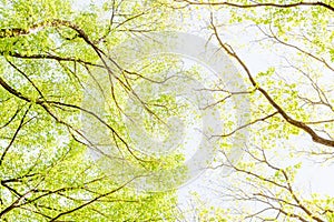 View from under shade of tree in green forest, Central Park.