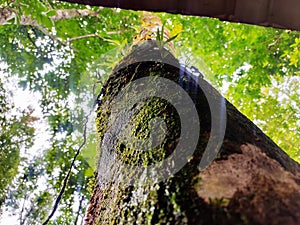 The View From Under the Shady Tree