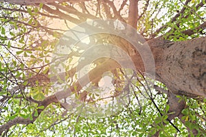 View under the tree with the branches of the tree and the light