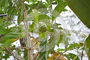 View From Under The Tree Morinda Citrifolia Fruit With Unique Texture