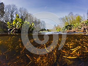 View from under the water on the Pirita river, Estonian nature photo