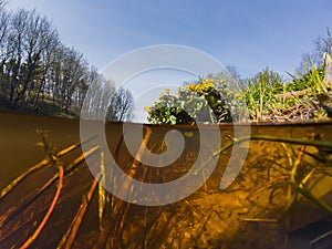 View from under water on the Pirita river, Estonian nature in summer day