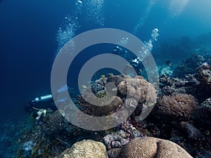 View of underwater Scuba divers in Alegria city, Cebu, Philippines photo