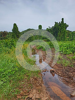 View of undevelop land with small stream