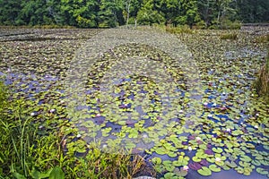 View of an undisturbed pond full of lily pads