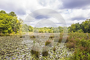 View of an undisturbed pond full of lily pads with cloudy skys and sunlight photo