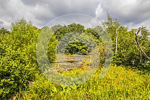 View of an undisturbed pond with lily pads