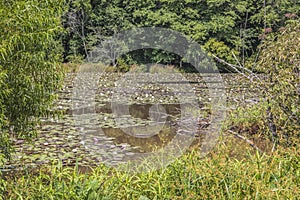 View of an undisturbed pond with lily pads photo