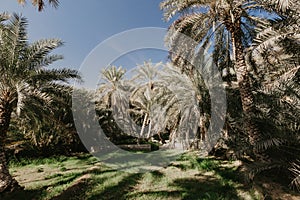 View of the unesco enlisted oasis in Al Ain, UAE