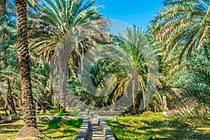 View of the unesco enlisted oasis in Al Ain, UAE