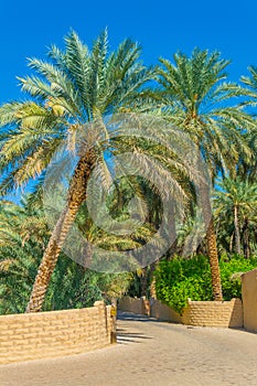 View of the unesco enlisted oasis in Al Ain, UAE photo