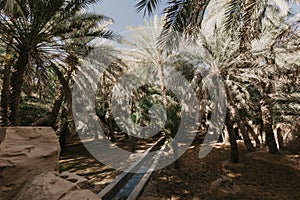 View of the unesco enlisted oasis in Al Ain, UAE