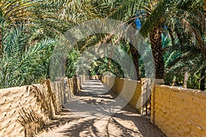 View of the unesco enlisted oasis in Al Ain, UAE...IMAGE photo