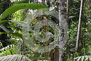 View of the unfurling fern fronds on the newly emerged leaf stem of a Giant fern plant