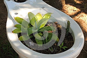 PLANTS IN A WHITE TOILET BOWL photo