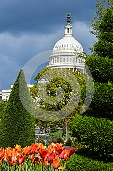 View of the United States Capitol Building in the spring, with red and orange tulips