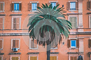View from University la Sapienza in Rome, ancient old red buildings and a palm tree