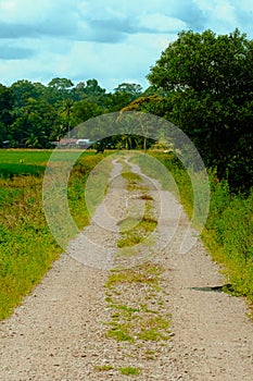 The view of unpaved road by greenery paddy fields in Kahang, Johor, Malaysia