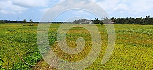 view of unplanted rural rice fields