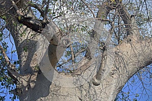 VIEW UP INTO BAOBAB TREE