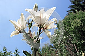 Amazing white flowers closeup. Sunlight penetrates through its petals photo