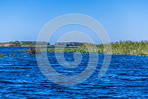 A view up a grass and water lily lined channel in the Everglades, Florida