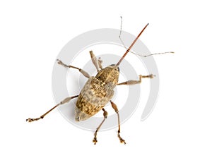 View from up high of a Acorn weevil, Curculio glandium photo