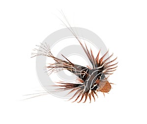 View from up high of a Broadbarred firefish