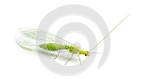 View from up high of a Common green lacewing, Chrysoperla carnea