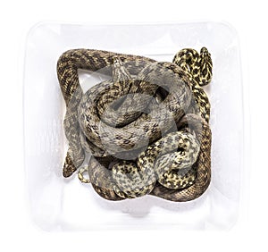 View from up high on Viperine water snake in a transport box, Natrix maura, nonvenomous and Semiaquatic snake, Isolated on white