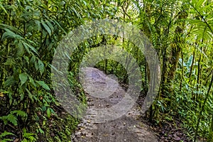 A view up the path leading to hanging bridges in the cloud rain forest in Monteverde, Costa Rica