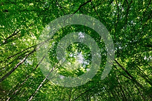 View up in the spring forest on the crowns of tall trees with young green foliage