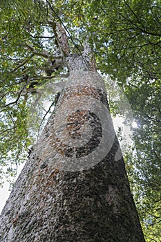View up tall ancient kauri tree