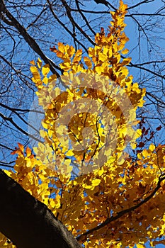 View up to the beech branche with yellow leaves