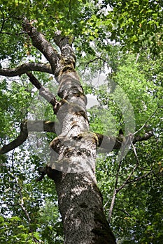 View up to old big tree with green leafs and rough trunk