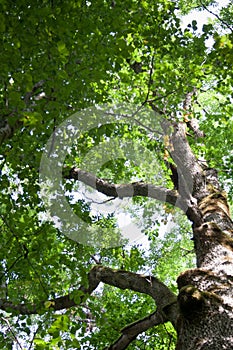 View up to old big tree with green leafs and rough trunk