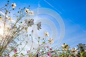 View Up to Sunny Sky and Garden Flowers