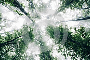 View up the trees in enchanted forest with fog