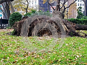 View of upended tree roots