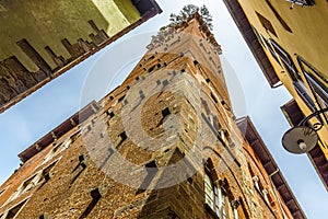 A view upward toward the Guinigi Tower in Lucca Italy photo