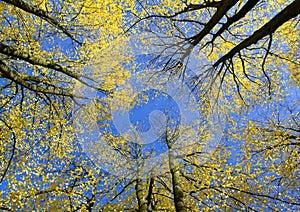 View upwards in autumn forest photo