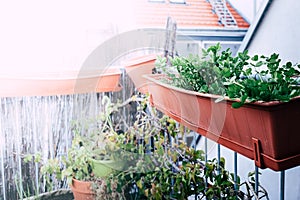 View of the urban garden on the roof top