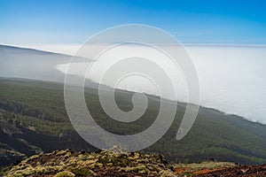 Tenerife. Canary Islands. Spain.