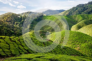 View of valley with tea plantations in Cameron Highlands