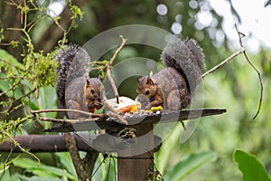 View of the variegated squirrel