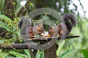 View of the variegated squirrel