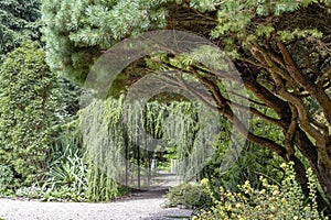 View through various conifers and firs to a bridge in this beautiful arboretum in Rotterdam, the Netherlands